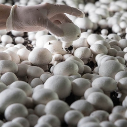 Mushroom farming 